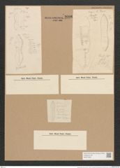 Nitzschia acuta Cleve (de-Toni-Nr.: Genus 47, Species 2027) Zeichnungen Sammlung Grunow Nr. 4008 (NHMW-BOT-W0371806)